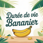 durée de vie d'un bananier illustrée dans un jardin luxuriant