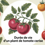 durée de vie d'un plant de tomate cerise en santé entouré de tomates mûres