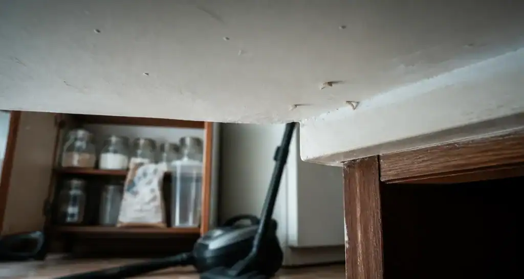 Larves de mites au plafond, près du mur : preuve d’infestation