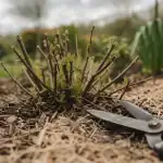 Taille des millepertuis au printemps pour une floraison généreuse