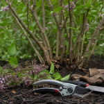 Taille du lilas après floraison : sécateur sur branche, panicules fanées